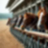 A lineup of racehorses at the starting gate